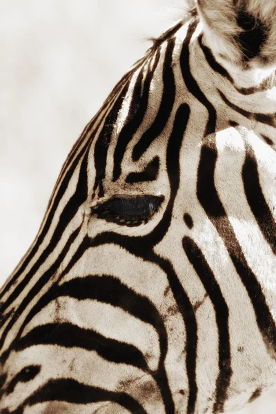 Zebra (Hippotigris Dolichohippus) — Zdjęcie stockowe