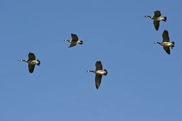 Група літаючих гусей — стокове фото