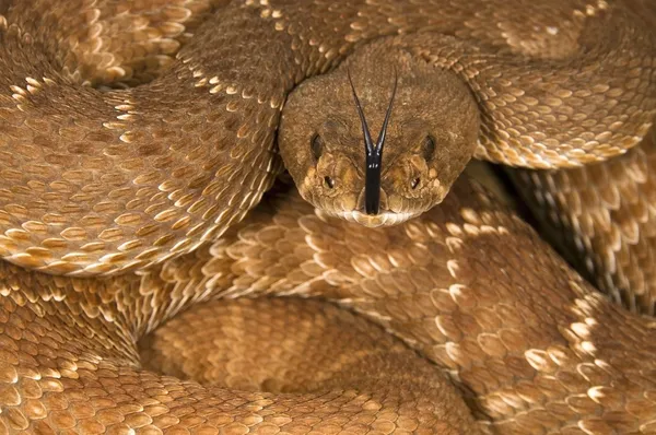 Uma cascavel de diamante vermelho defensiva (Crotalus Ruber ) — Fotografia de Stock