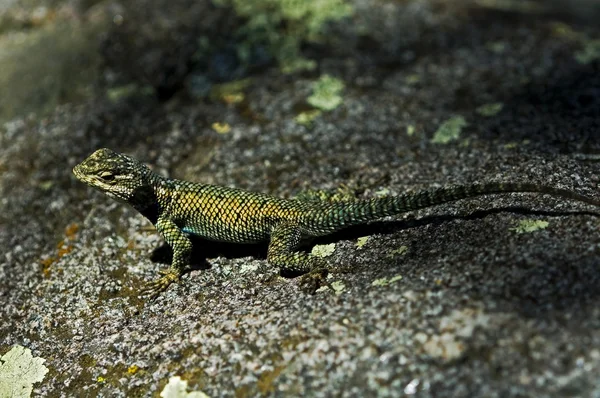 En skimrande barnslig berg taggig ödla — Stockfoto