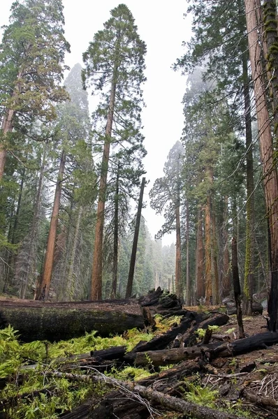 Nationaal park Sequoia — Stockfoto