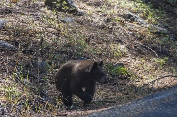 Американський Чорний ведмідь — стокове фото