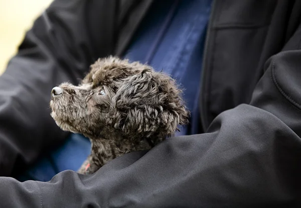 Perro en brazos de una persona —  Fotos de Stock