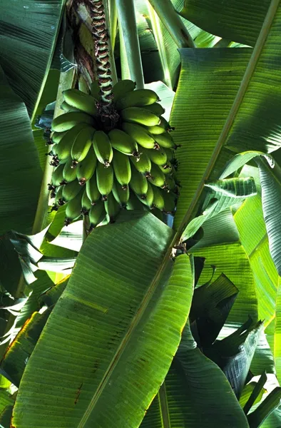 Banana Tree — Stock Photo, Image