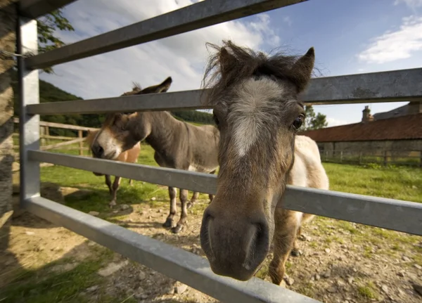 North Yorkshire, Inglaterra. Cavalos olhando através da cerca — Fotografia de Stock