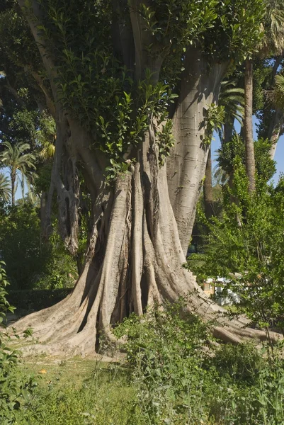 Árvore Banyan — Fotografia de Stock
