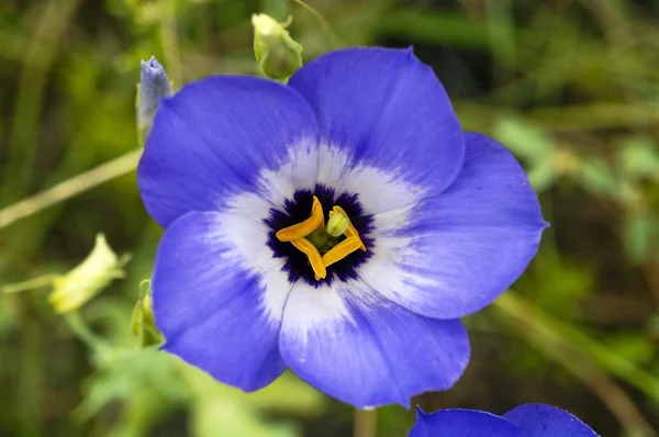 Texas Bluebell Flower — Stock Photo, Image