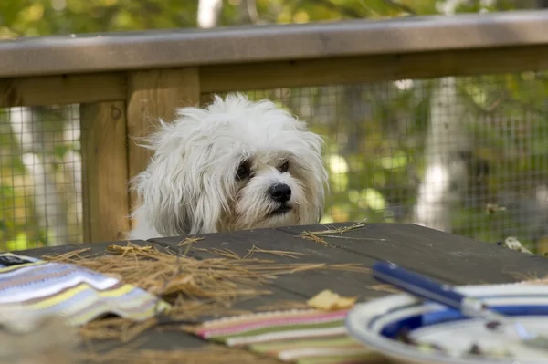 Pies na stole piknikowym — Zdjęcie stockowe