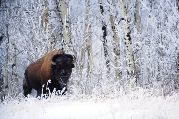 在雪地里的野牛，麋鹿岛国家公园、 艾伯塔省加拿大 — 图库照片