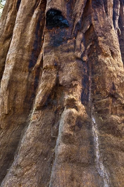 De schors van een boom reus sequoia — Stockfoto