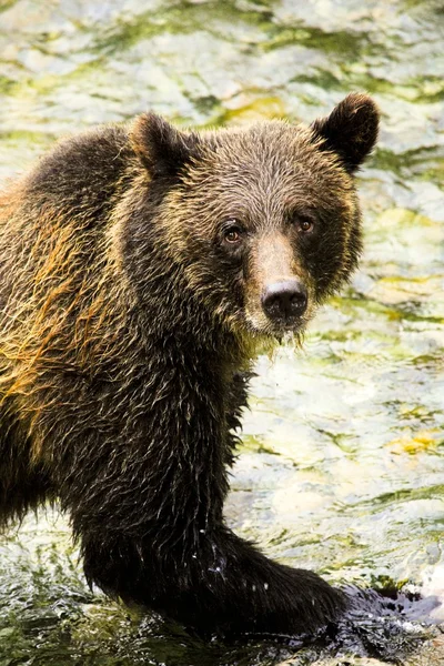 Orso grizzly — Foto Stock