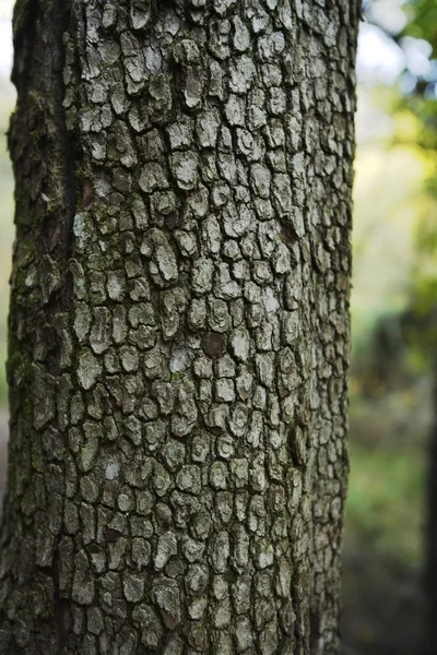 Tronc d'arbre — Photo