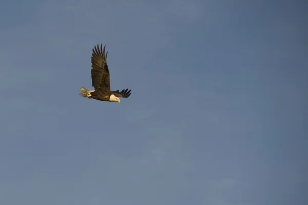 Eagle In Flight, Lake Of The Woods, Онтарио, Канада — стоковое фото