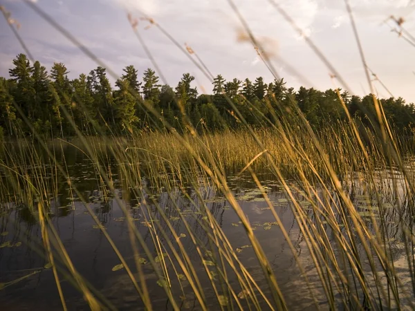 Roseaux, lac des Bois, Ontario, Canada — Photo