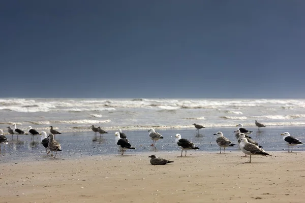 Východní koni, yorkshire, Anglie. rybáci a racků na pobřeží — Stock fotografie