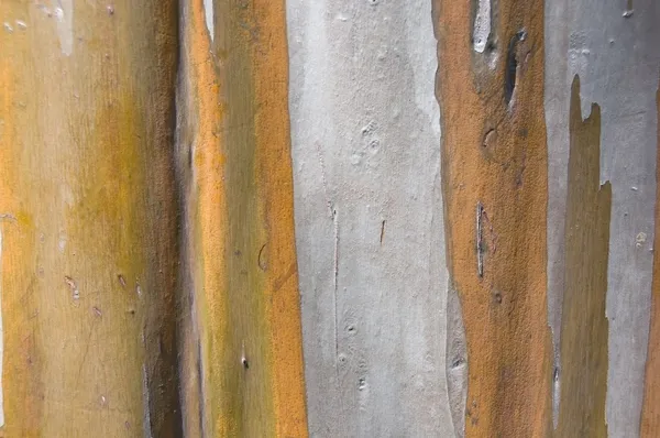 La corteza de un árbol de eucalipto —  Fotos de Stock