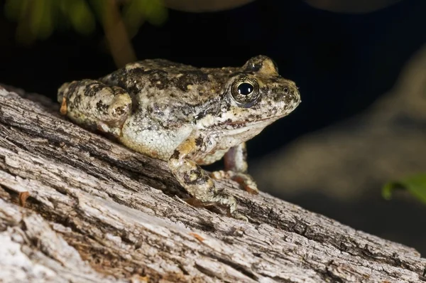 加利福尼亚州树蛙,(pseudacris cadaverina)，cabazon，加利福尼亚州美国 — 图库照片