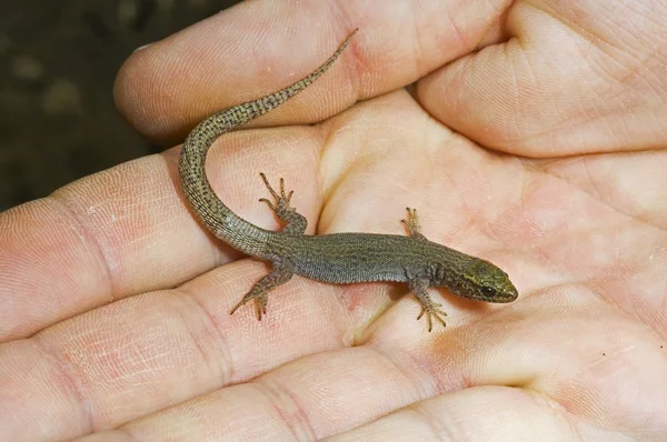 Lagarto nocturno de Yucca (Xantusia Vigilis) —  Fotos de Stock