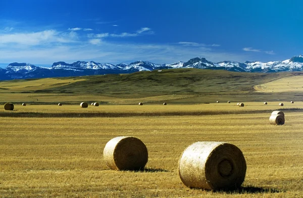 Montana, EUA. Fardos de feno em um campo, com montanhas cobertas de neve no fundo — Fotografia de Stock