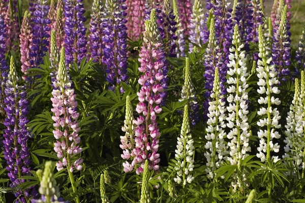 Lupine bloemen in een tuin — Stockfoto