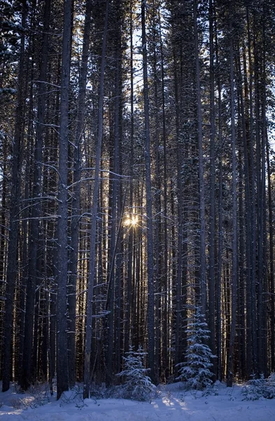 Árboles altos en el invierno —  Fotos de Stock