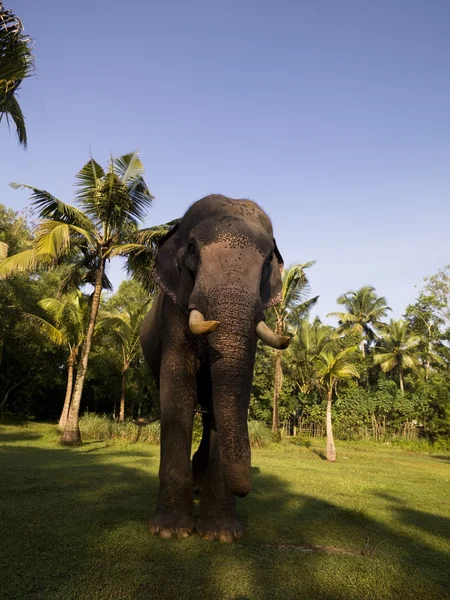 Slon, kerala, Indie — Stock fotografie