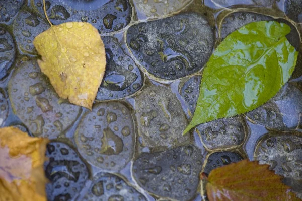 Feuilles et pierres mouillées, Lac des Bois, Ontario, Canada — Photo