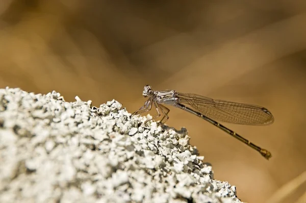 Egy egyenlő szárnyú szitakötők (zygoptera) — Stock Fotó