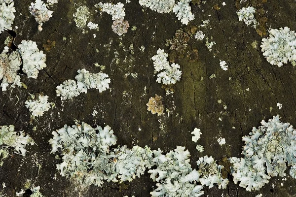 Lichen sur un arbre — Photo