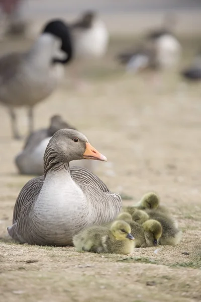 Gans mit Baby-Küken — Stockfoto