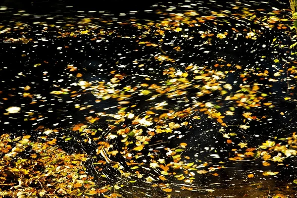 Leaves Floating In The Water — Stock Photo, Image