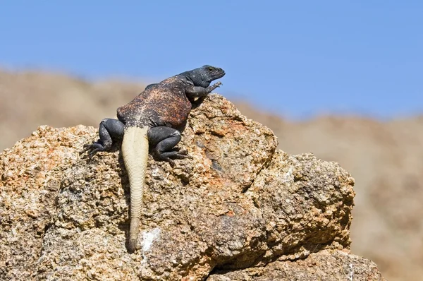 Chuckwalla (Sauromalus Ater) — Foto Stock