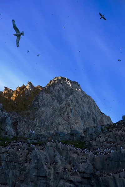 Murres de bico grosso (Uria Lomvia) Bird Colony, Coburg Island, Nunavut, Canadá — Fotografia de Stock