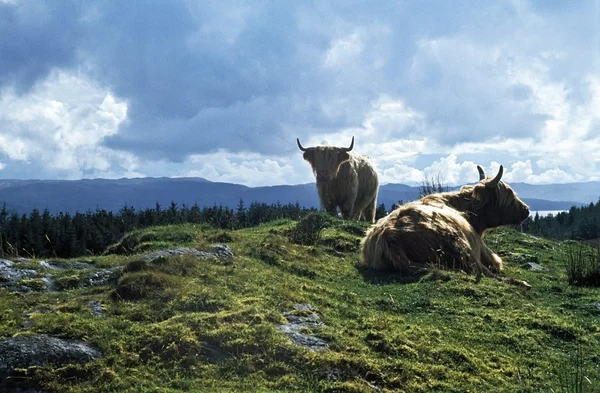 Kor vila i ett fält — Stockfoto