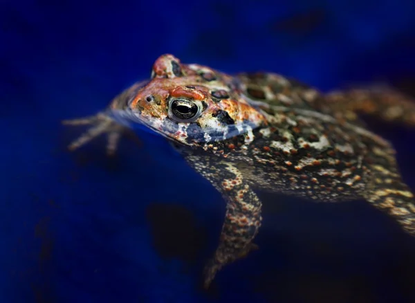 Mehrfarbiger Frosch schwimmt im blauen Pool — Stockfoto