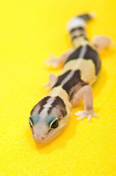 African Fat-Tailed Gecko — Stock Photo, Image