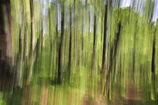 Woodland Impression, Derbyshire, Reino Unido — Fotografia de Stock