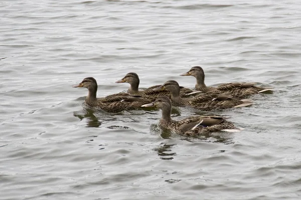 Lake Of The Woods, Ontário, Canadá. Grupo de patos flutuando no lago — Fotografia de Stock