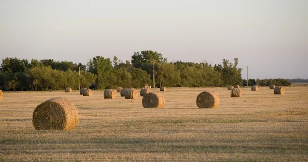 加拿大马尼托巴省Hay Bales — 图库照片