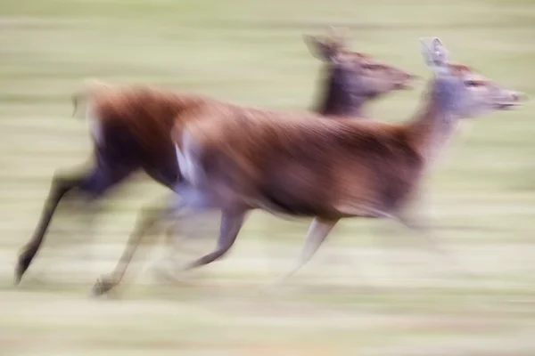 Бегущий олень — стоковое фото