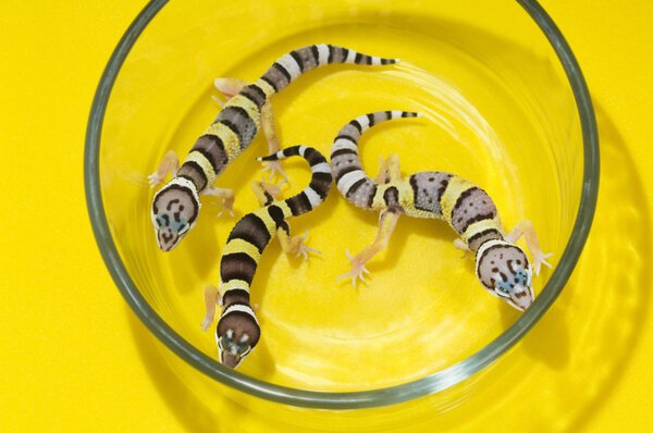 Baby Leopard Geckos In A Glass Container