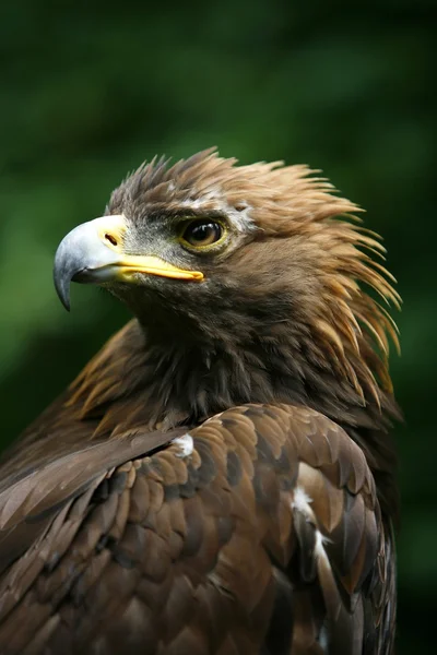 Cara de Águia Dourada (Aquila Chrysaetos ) — Fotografia de Stock