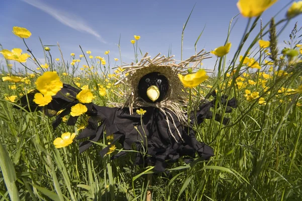 Scarecrow In A Field Of Buttercups — Stock Photo, Image