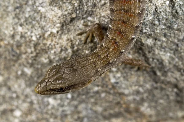 Nieletnich san diego aligator jaszczurka, (elgaria multicarinata webbii), california, Stany Zjednoczone Ameryki. jaszczurka siedzi na głaz — Zdjęcie stockowe