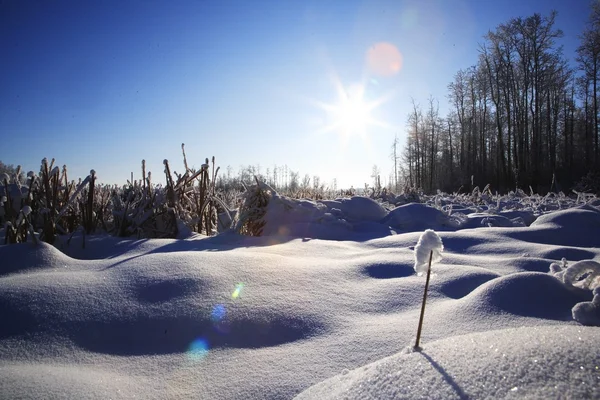 Sneeuw bedekte veld — Stockfoto