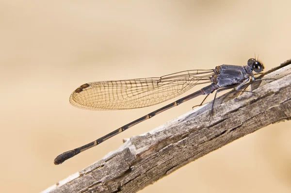 A Damselfly (Zygoptera) Perched On A Branch — Stock Photo, Image