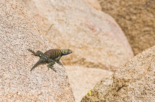 A Granite Spiny Lizard (Sceloporus Orcutti) Perched On A Granite Boulder — Stock Photo, Image