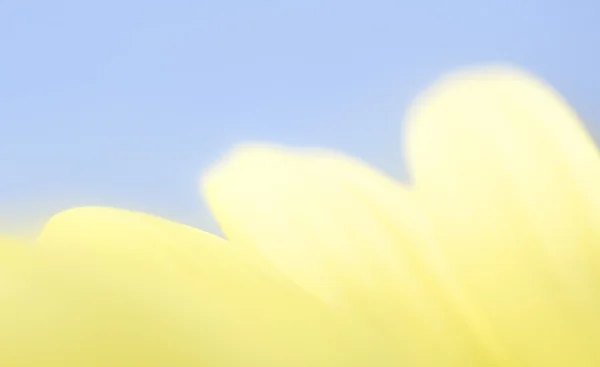 Close-Up Of Yellow Flower Petals — Stock Photo, Image