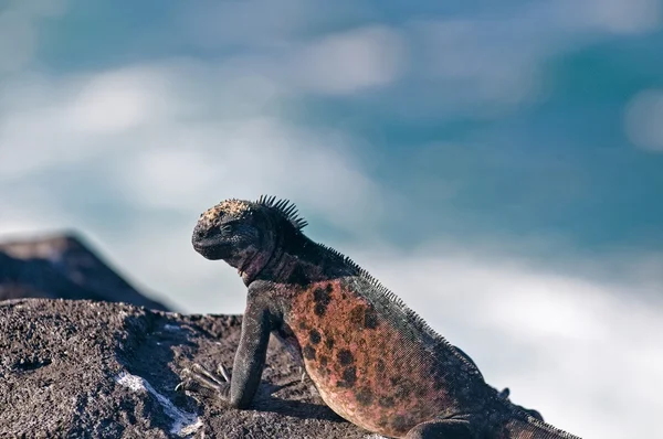 Leguan på rock — Stockfoto