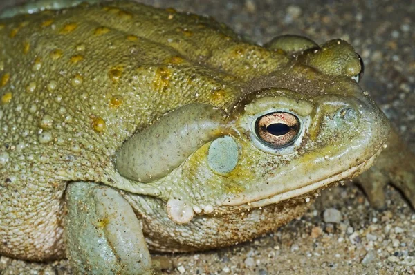 Un rospo del deserto sonoro (Bufo Alvarius ) — Foto Stock